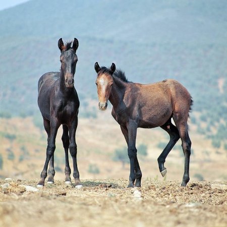 Фото двух жеребят породы мареммано