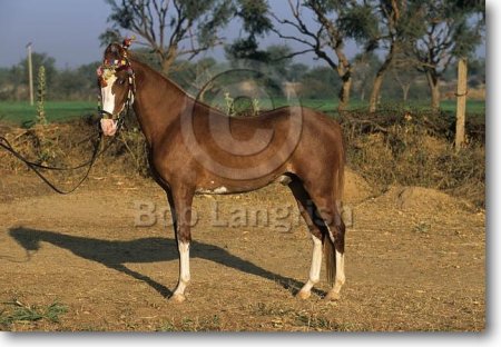 Фото лошади индийской полукровной породы рыжей масти