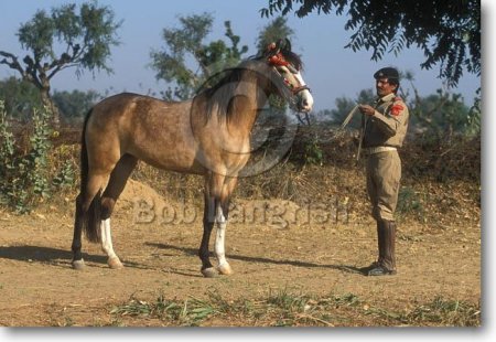Фото лошади индийской полукровной породы буланой масти