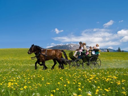 Фото лошадей абтенайской породы гнедой масти