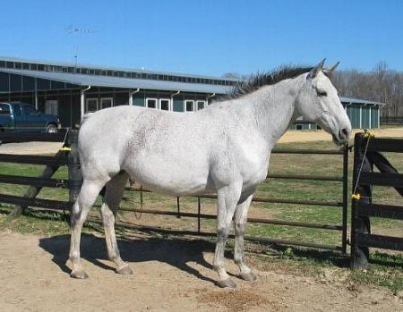Абтенайская порода лошадей: фото, описание, история происхождения