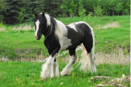 Фото лошади породы драмхорс вороно-пегой масти