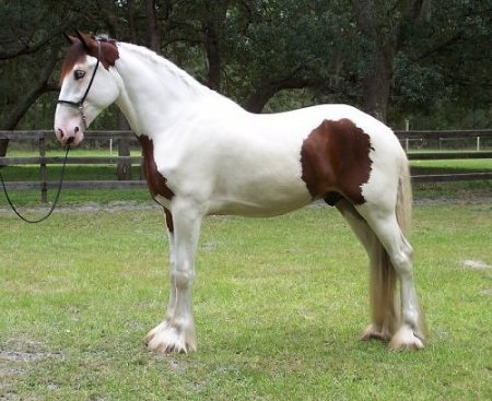 Фото лошади породы драмхорс рыже-пегой масти