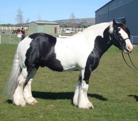 Фото лошади породы драмхорс вороно-пегой масти