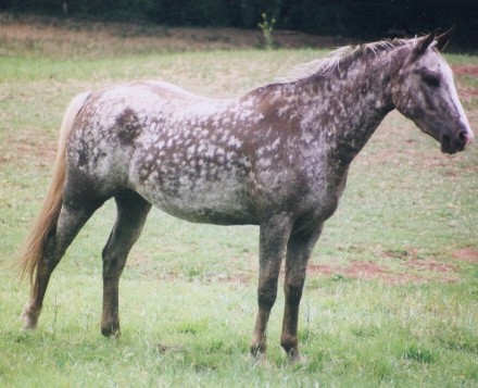 Лошади породы тайгер: фото, описание, история происхождения