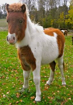 Шетлендский пони: фото, описание, история происхождения