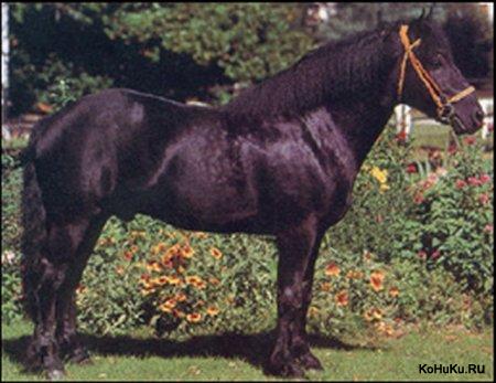 Меренская порода лошадей: фото, описание, история происхождения