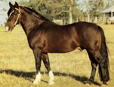 Креольская порода лошадей (креолло): фото, описание, история происхождения