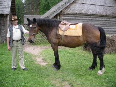 Эстонская порода лошадей: фото, описание, история происхождения