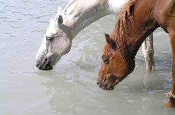 Вода в рационе лошади