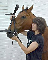 Надевание уздечки на лошадь: фото, описание