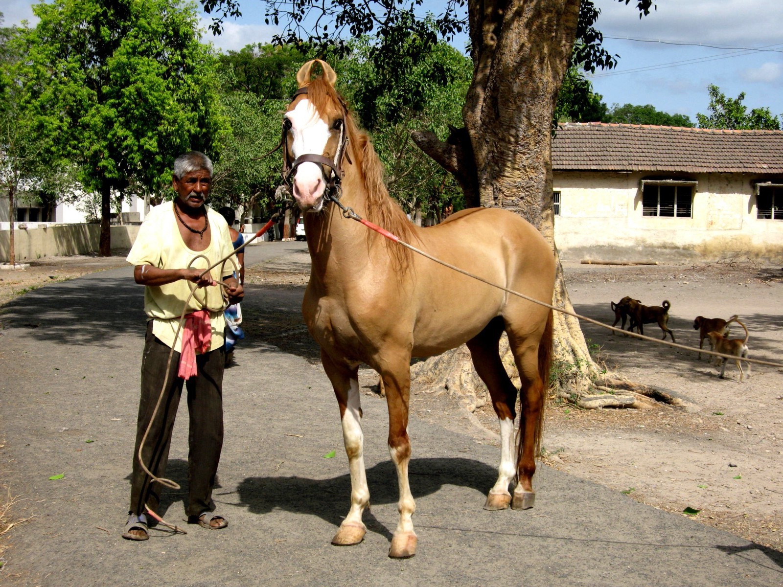 порода лошадей марвари фото