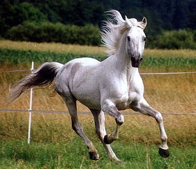 Англо-Арабская порода лошадей: фото, описание, история происхождения