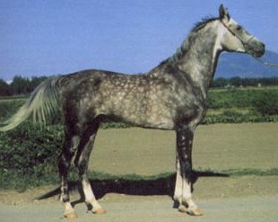 Тушинская порода лошадей: фото, описание, история происхождения