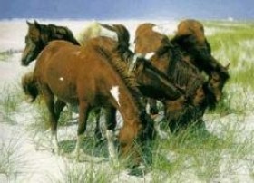 Мегрельская порода лошадей: фото, описание, история происхождения