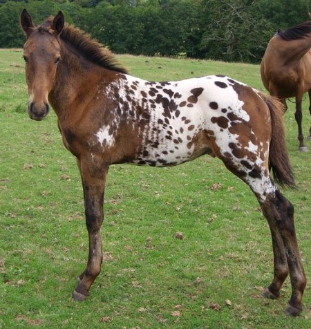 Фото жеребенка породы тайгер чепрачной масти