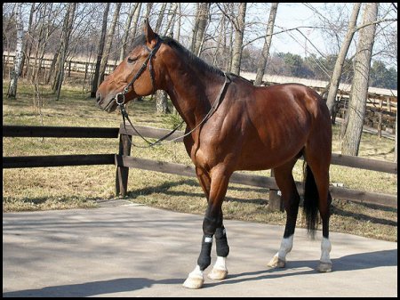 Фото французского рысака гнедой масти