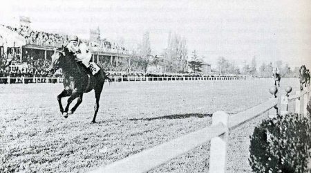 Фото лошади по кличке Рибо (Ribot)