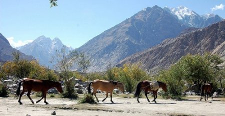 Фото белуджистанских лошадей