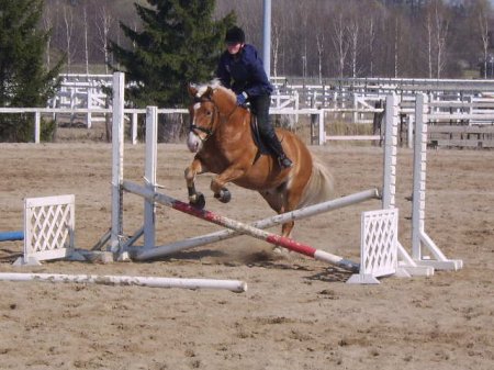 Фото лошади финской породы игреневой масти