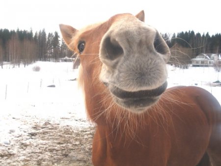 Фото лошади финской породы рыжей масти
