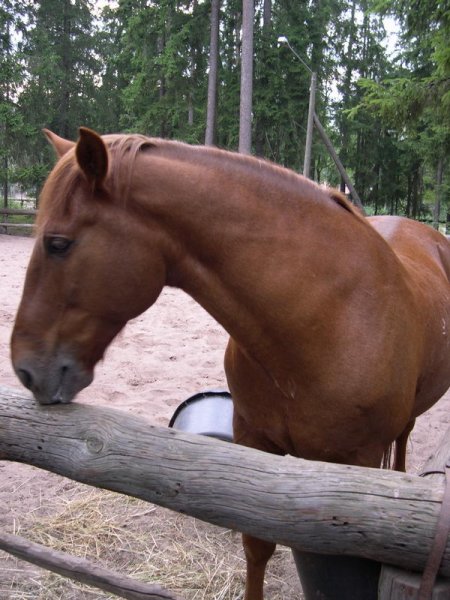 Фото лошади финской породы рыжей масти