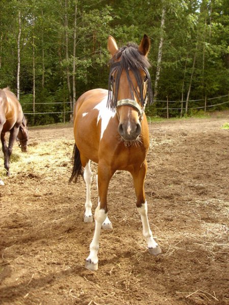 Фото лошади финской породы гнедо-пегой масти