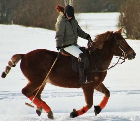 Фото кобылы с жеребенком финской породы