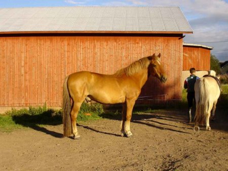 Фото лошади финской породы рыжей масти