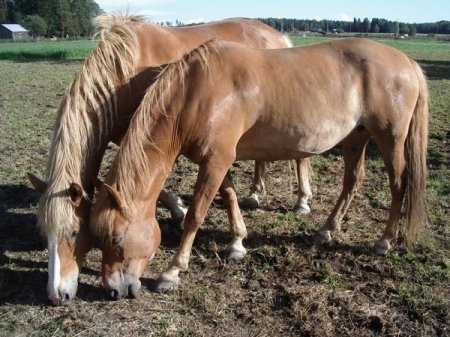 Фото лошадей финской породы рыжей масти