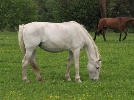Фото орловского рысака по кличке Архангелка