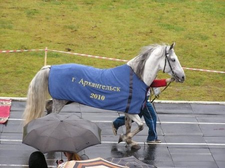 Фото орловского рысака по кличке Запев