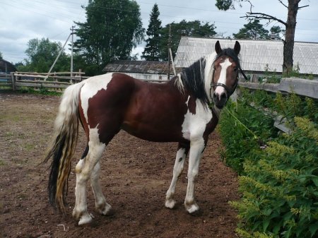 Фото русского тяжеловоза по кличке Голкипер