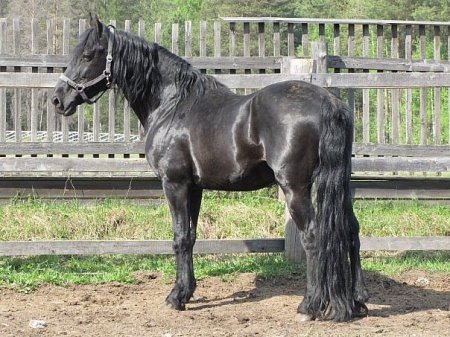 Фото орловского рысака по кличке Зодчий