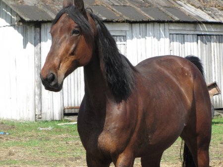 Фото русского рысака по кличке Ветряная Молодость
