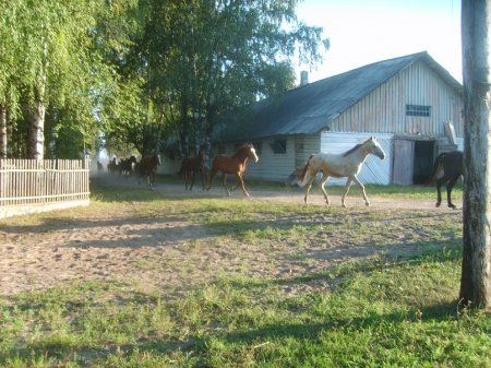 Табунчик бежит домой