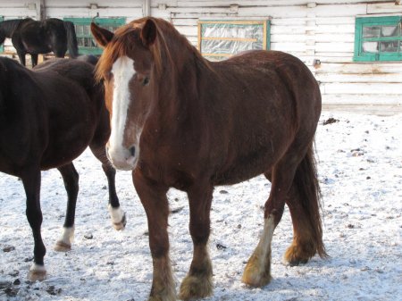 Фото русского тяжеловоза по кличке Гладь