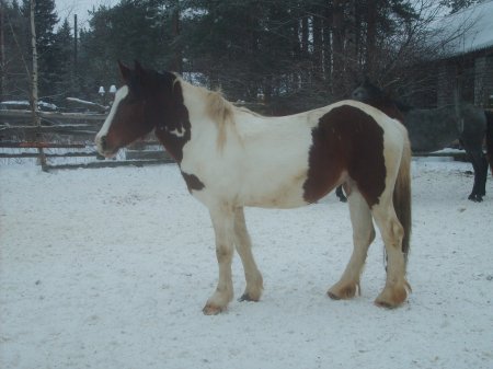 Фото русского тяжеловоза по кличке Герцогиня