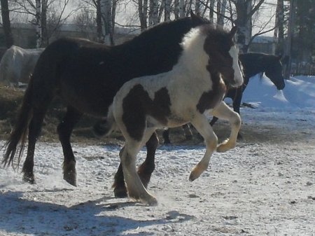 Фото русского тяжеловоза