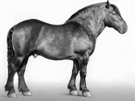 Арденнская тяжеловозная лошадь