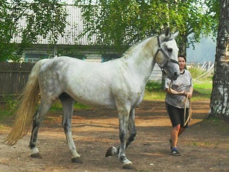 Фото орловского рысака по кличке Азарт