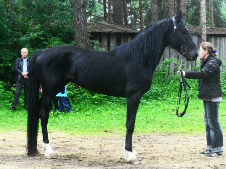 Фото орловского рысака по кличке Аркан