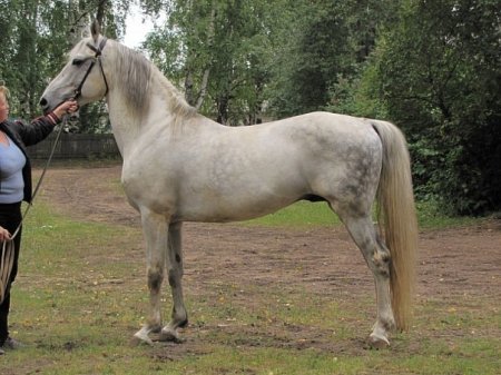 Фото орловского рысака по кличке Запев