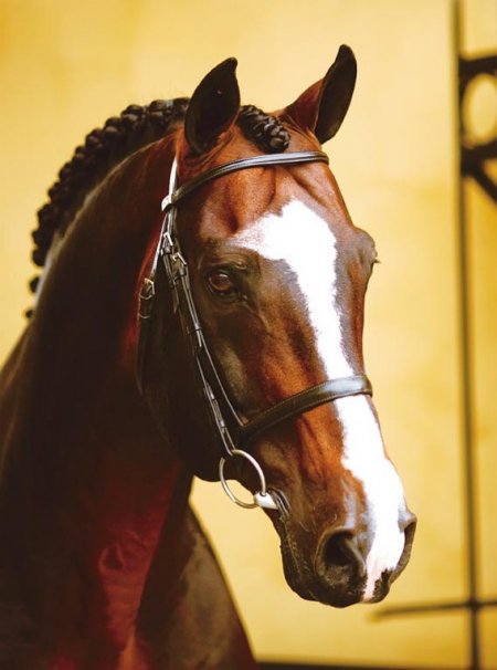 Фото лошади по кличке Робин IZ (Robin IZ)