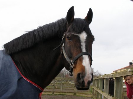 Фото лошади по кличке Робин IZ (Robin IZ)