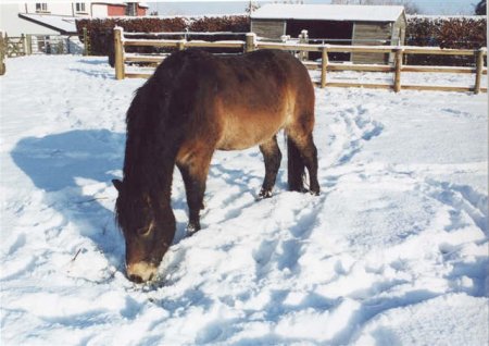 Фото эксмурского пони