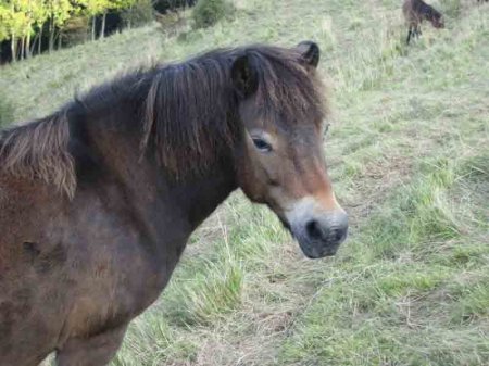 Фото эксмурского пони