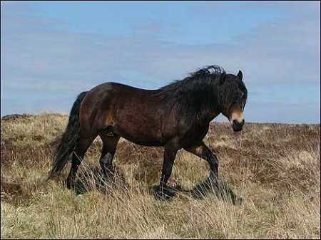 Фото эксмурского пони