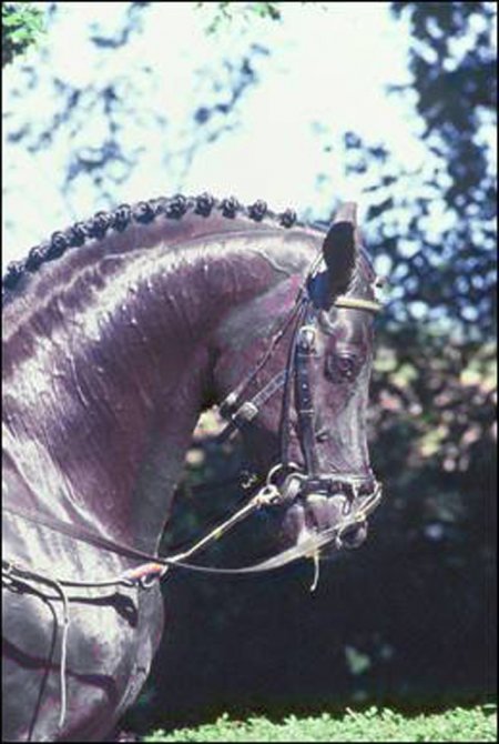 Фото лошади по кличке Rubinstein (Рубинштейн)