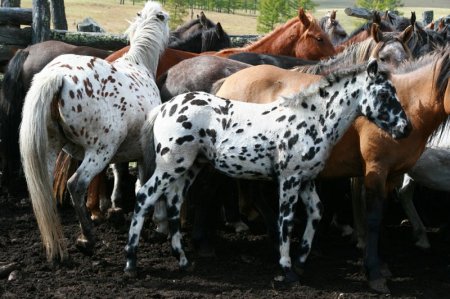 Табун лошадей алтайской породы